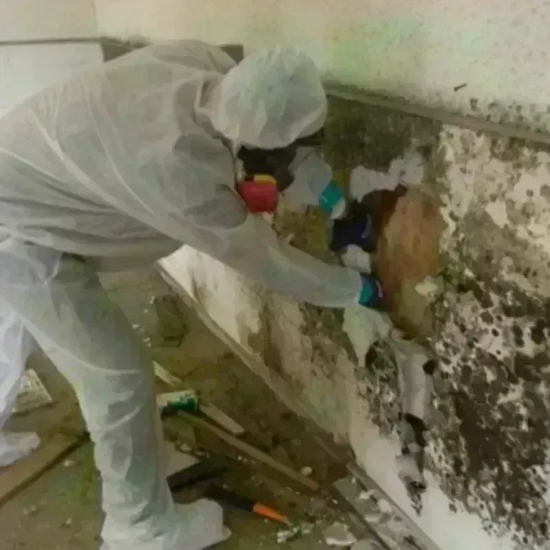 Mold Remediation and Removal in Dixiana, AL